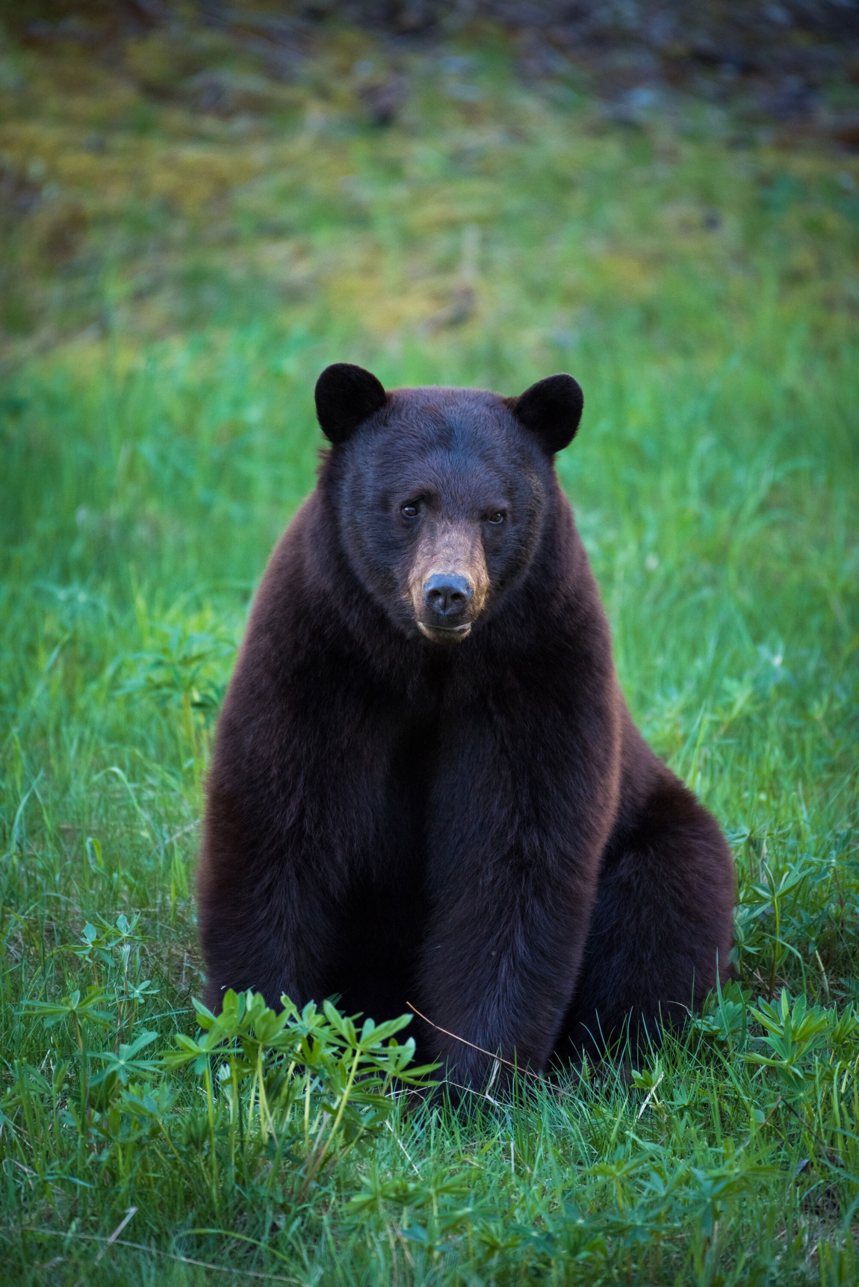 Rare cream-coloured black bear seen near Whistler, B.C., creates buzz