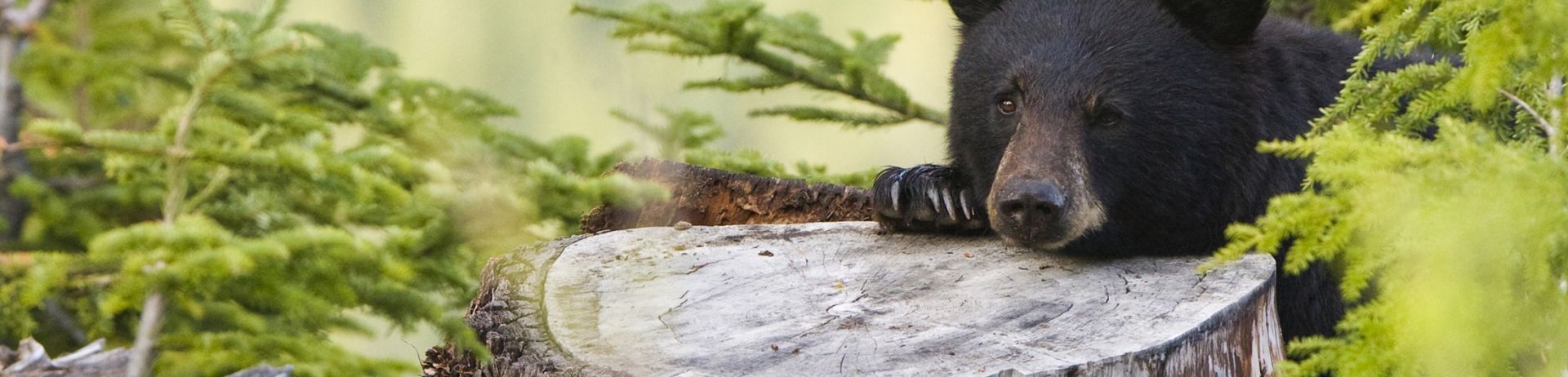 Black Bears, Grizzly Bears and Mountain Lions - Chateau Whistler